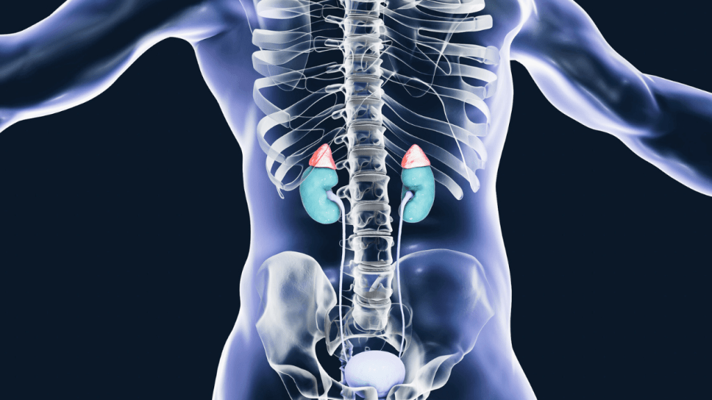 Hệ Nội Tiết hoạt động như thế&nbsp;nào?