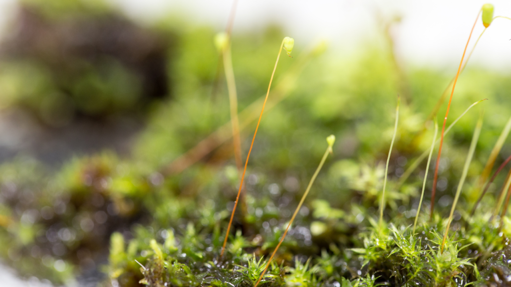 Đời sống sinh sản của thực vật không&nbsp;mạch